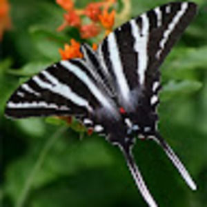 Meet your Posher, Marianne v